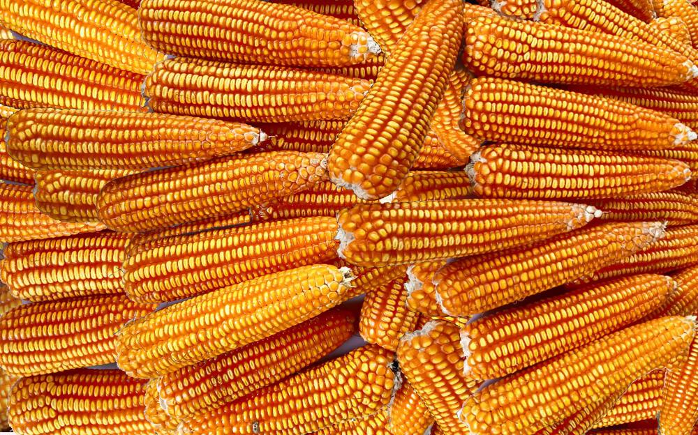 Nắng hạn khốc liệt, giống ngô lai VS201 bắp vẫn kín hạt, đều tăm tắp