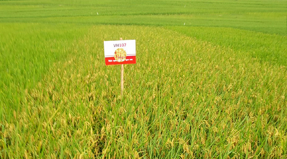 Vietseed 'trình làng' giống lúa lai 2 dòng cực ngắn ngày