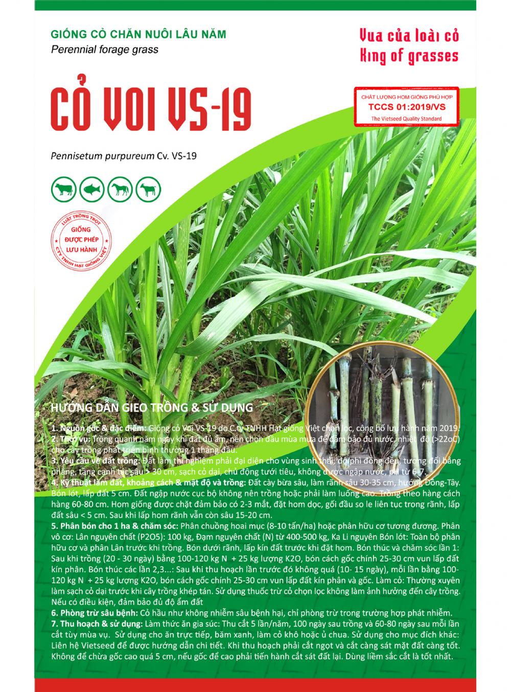 Hom giống cỏ Voi VS-19