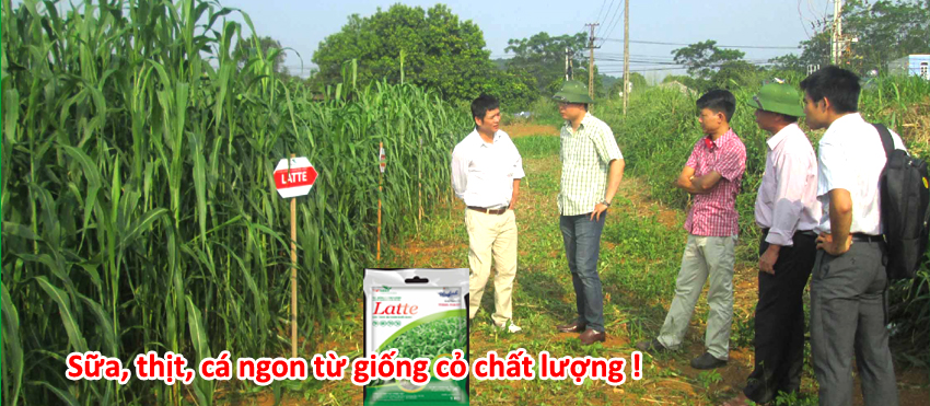 Giống siêu cao lương mới năng suất xanh từ 45 - 50 tấn/ha - LATTE