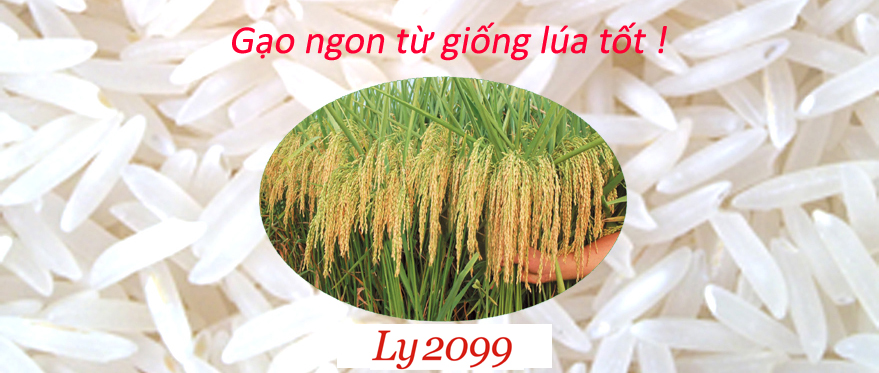 Giống lúa lai LY 2099 - Chưa gặt thóc đã cháy hàng