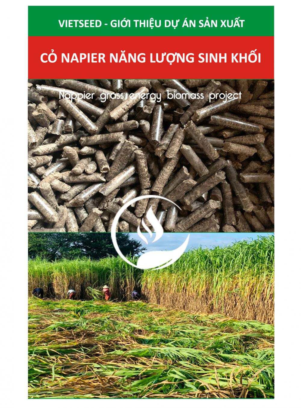 GIỚI THIỆU DỰ ÁN SẢN XUẤT CỎ NAPIER CÂY TRỒNG NĂNG LƯỢNG SINH KHỐI 