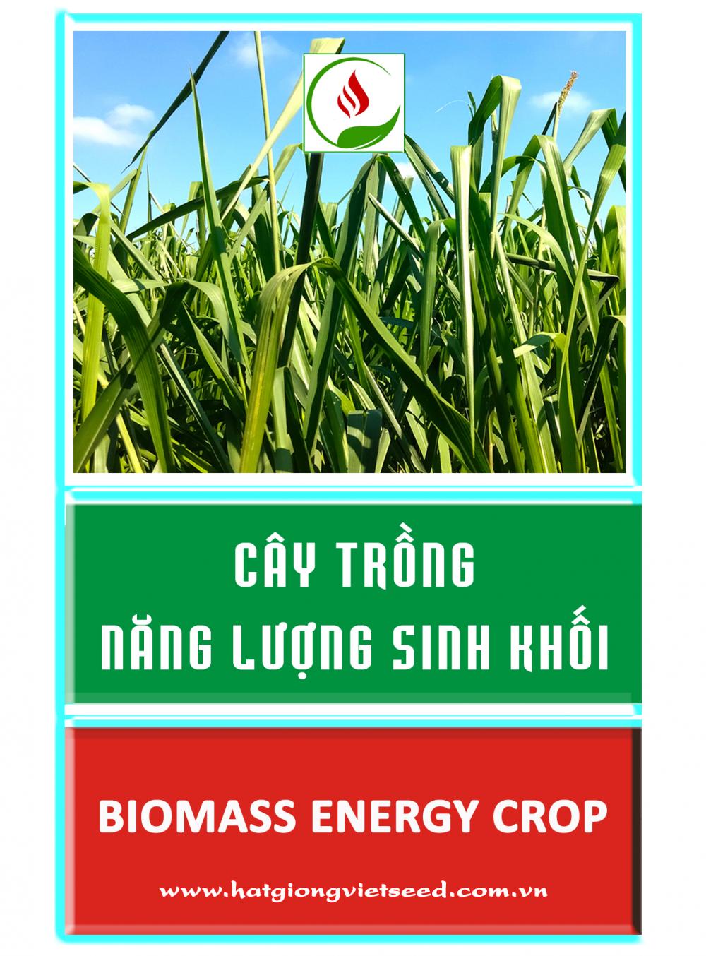 Cây trồng năng lượng sinh khối