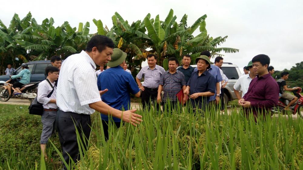 Khả năng vượt trội của giống lúa lai LY 2099