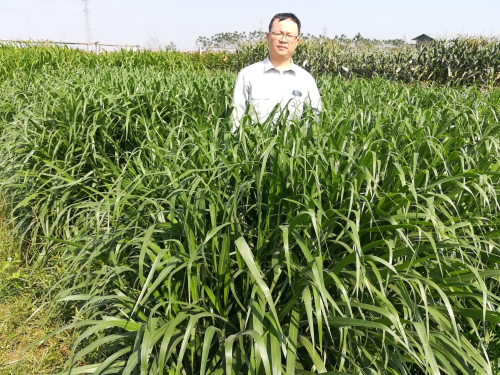 Công bố lưu hành các giống cỏ chăn nuôi lâu năm trồng bằng hạt