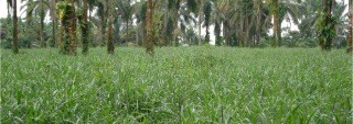 Tổng quan về cỏ Mulato II Brachiaria Hybrid (CIAT)