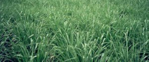 Tổng quan thông tin về loài cỏ chăn nuôi ưa ẩm và chịu ngập Paspalum Attratum 