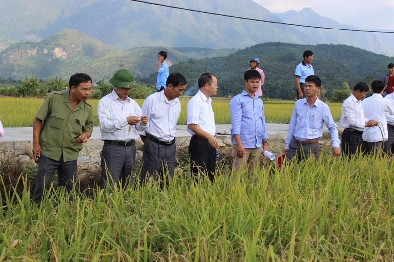 Giống lúa lai LY2099 tại xã Bình Lư vụ mùa năm 2016