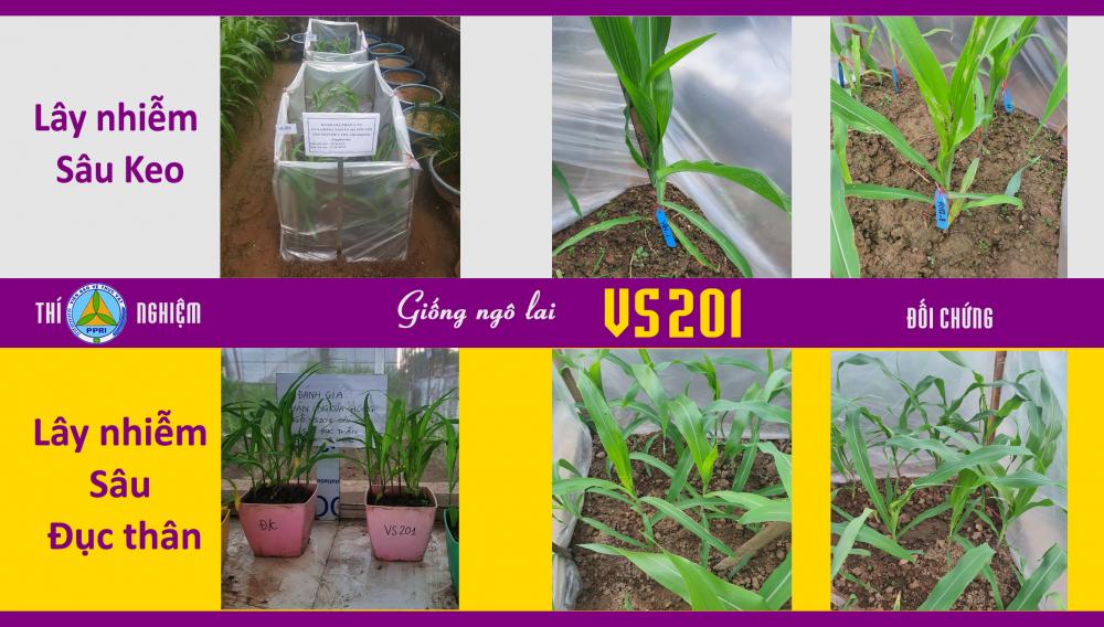 Giống ngô VS201 khiến sâu đục thân và sâu keo mùa thu 'chào thua'